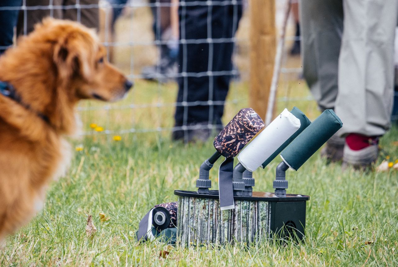 Golden Retriever bestaunt Dummylauncher dog&field 4-shooter Airlauncher Vorstellung bei der Game Fair 2023 in England