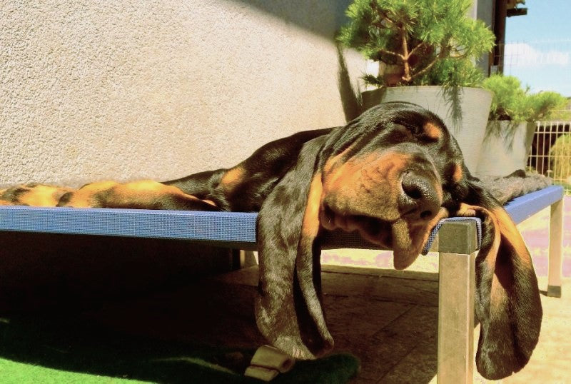 Hundeliege ANADI Klassik Größe M, L, XL. Das Luxus-Hundebett mit Edelstahlgestell für Hunderassen bis 60 kg