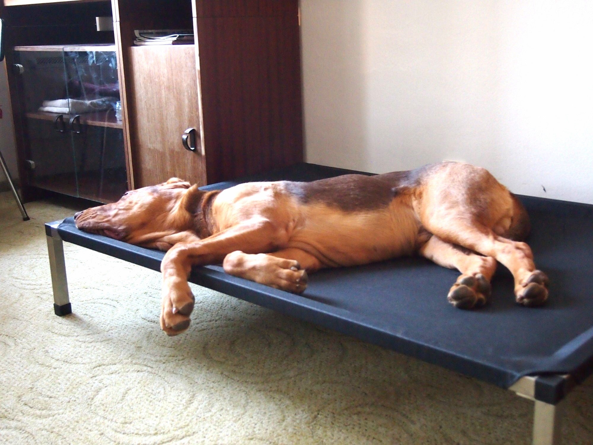 Hundeliege ANADI Massiv Größe XL, XXL, XXXL - Luxusliege für Hunderassen über 60 kg - 10 Jahren Garantie!*