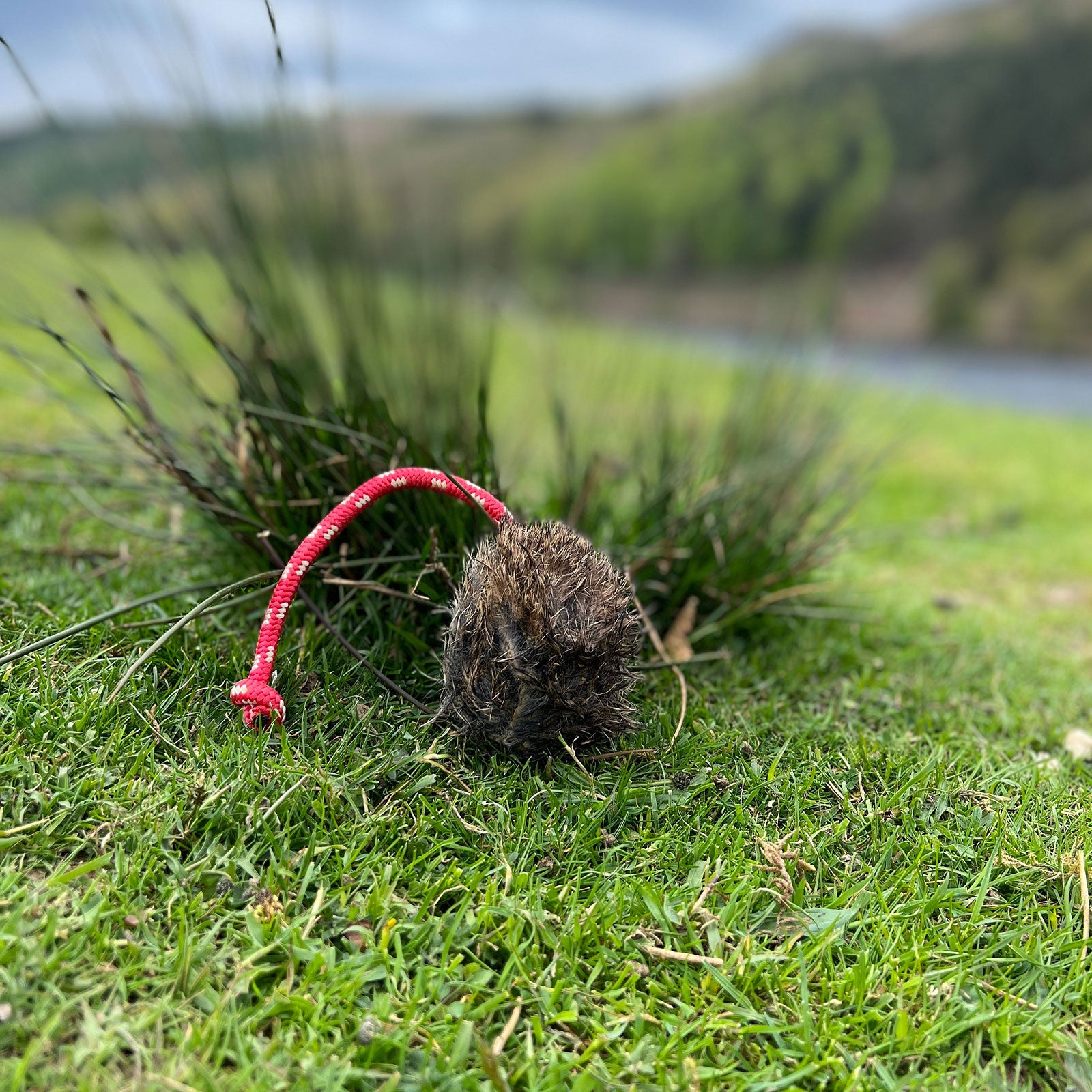 Hasenmarkerball von Dog & Field
